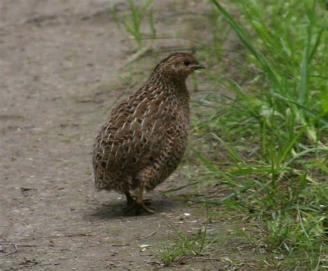 10 Essential Facts About Quails A Z Animals