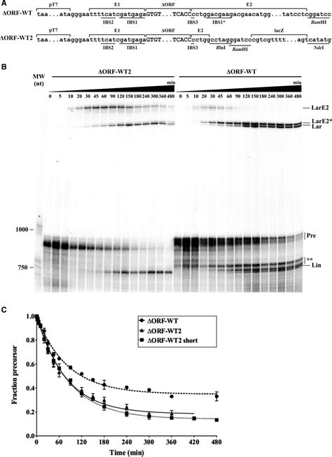 In Vitro Characterization Of The Splicing Efficiency And Fidelity Of