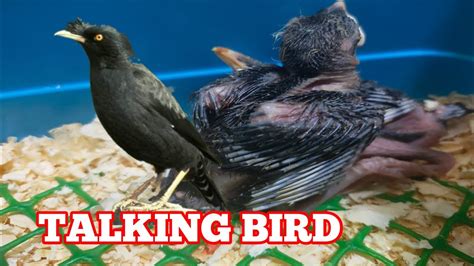 Crested Mynamartines Feeding Talkingbird Youtube