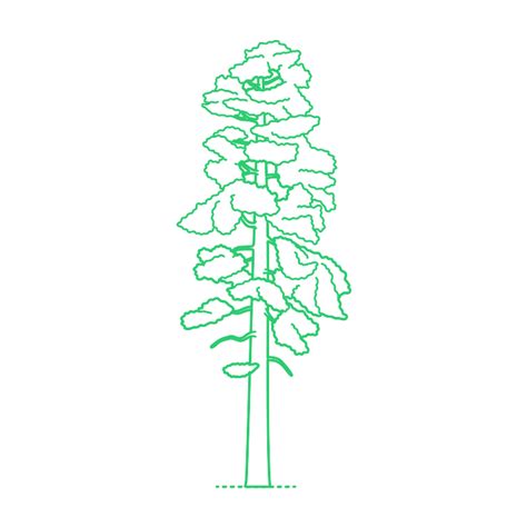 Incense Cedar Calocedrus Decurrens Dimensions Drawings Dimensions