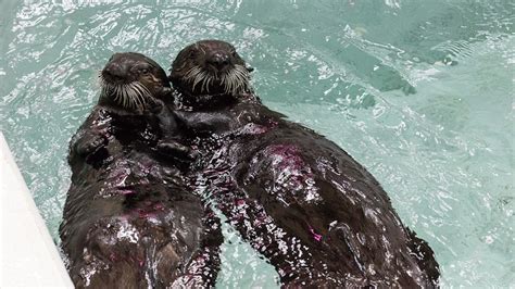 These 2 adorable rescued sea otter pups need names - Good Morning America