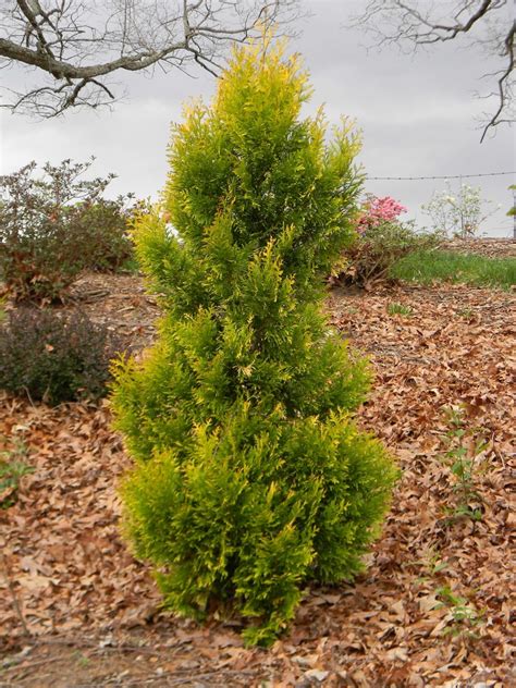 Thuja plicata (Giant Arborvitae, Western Redcedar, Western Red-cedar ...