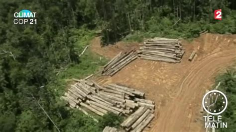 COP 21 comment mieux protéger les forêts