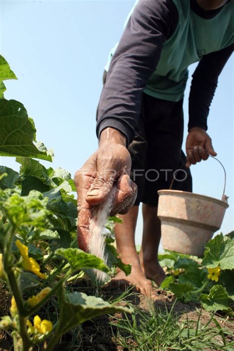 Beralih Menanam Buah Antara Foto