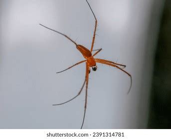 Male Nephila Pilipes Northern Golden Orb Stock Photo