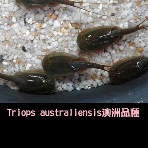 2021-80mm-Length-Triops-Eggs-Prehistoric-Aquarium-Pets-Triop-Egg ...