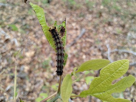 Local landowners unlikely to get federal cost share for gypsy moth