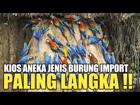 Update Harga Terbaru Aneka Jenis Burung Import Di Depok Jawa Barat