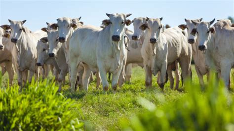 Pib Agropecuário Do Brasil Crescerá 116 Em 2023 Diz Ipea Ao Manter