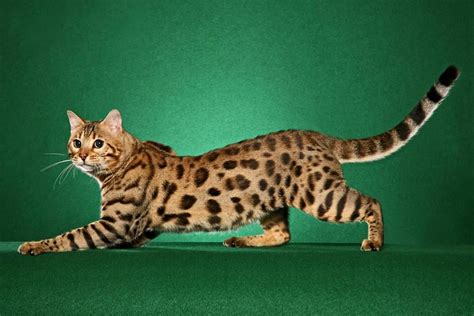Бенгальская кошка (описание, 32 фото)