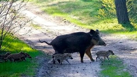 Emergenza Cinghiali Il Comitato Civico Dragonea Lancia L Allarme