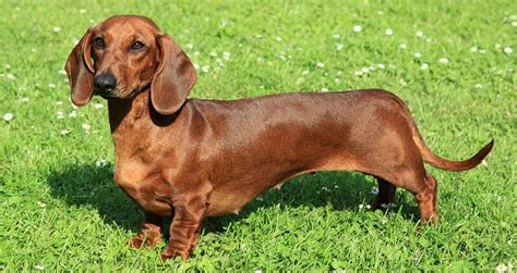 Dachshund Mixes: 30 Different Doxie Crossbreeds - K9 Web