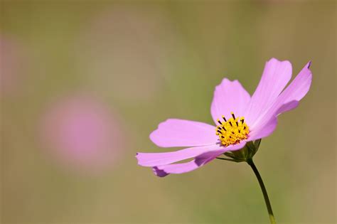 Cosmos Flor Silvestre Foto Gratis En Pixabay Pixabay