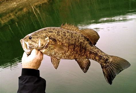 Streamer Flies For Smallmouth Bass