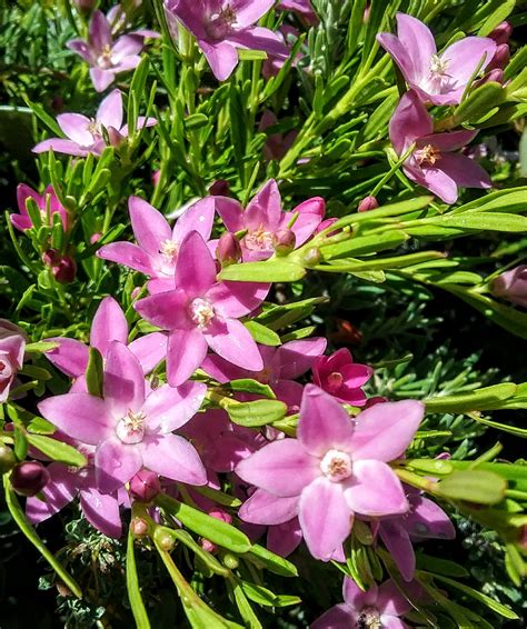 Crowea Exalata In 68mm Super Tube Trigg Plants