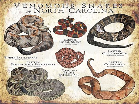 Venomous Snakes of North Carolina Poster Print