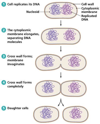 1 Archaebacteria King Of Kingdoms