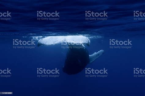 Baby Humpback Whale Stock Photo - Download Image Now - Animal, Animal ...