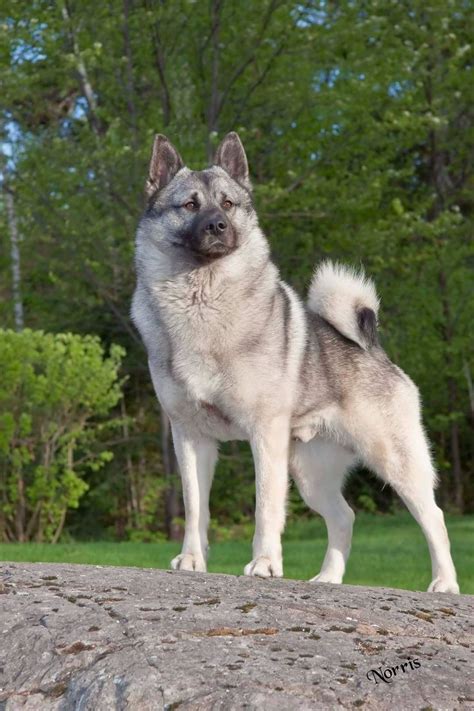 Norwegian Elkhound Puppies For Sale