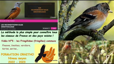 Oiseaux De France Les Fringilles Communs Avec La Formation Ornitho