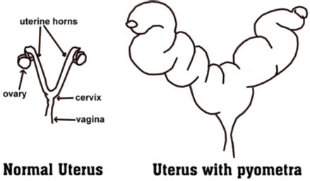 Pyometra - Mar Vista Animal Medical Center