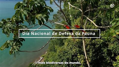 Dia Nacional Da Defesa Da Fauna Youtube