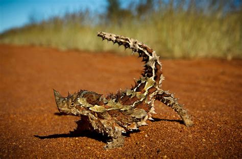 Thorny devil