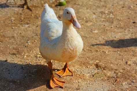 Canard Blanc Sur Blanc. | Photo Premium