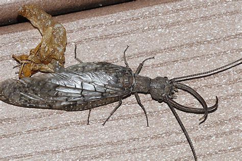 Eastern Dobsonfly Corydalus Cornutus Bugguidenet