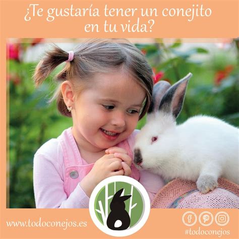 Te gustaría tener un conejito en tu vida todoconejos es Animal