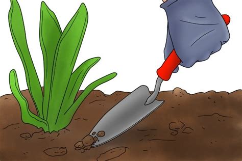 How To Use A Garden Trowel To Dig A Hole For A Plant Wonkee Donkee Tools