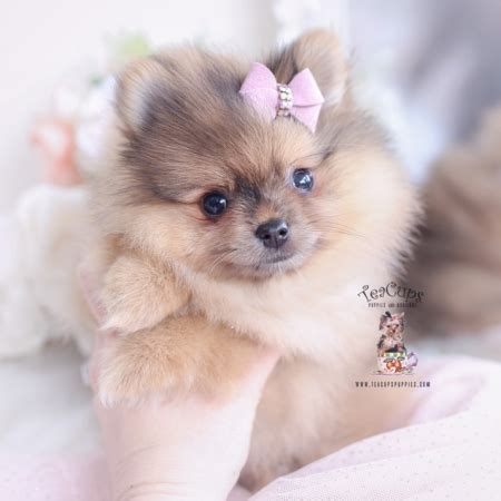 Orange Merle Pomeranians Teacup Puppies Boutique