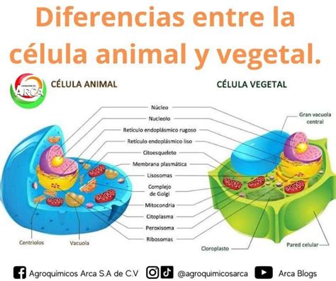 Pin de Данило Сантос em agro Célula animal Celula animal e vegetal