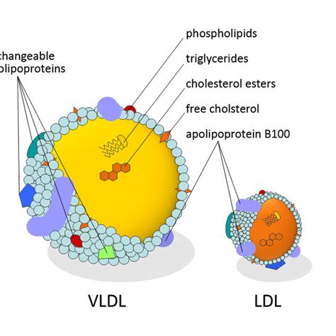 Lipoprotein Composition Schematic Figure Of The Lipid And