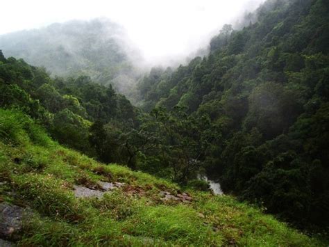 6 Hours Hiking Tour across various Trails in Wayanad - Wayanad ...