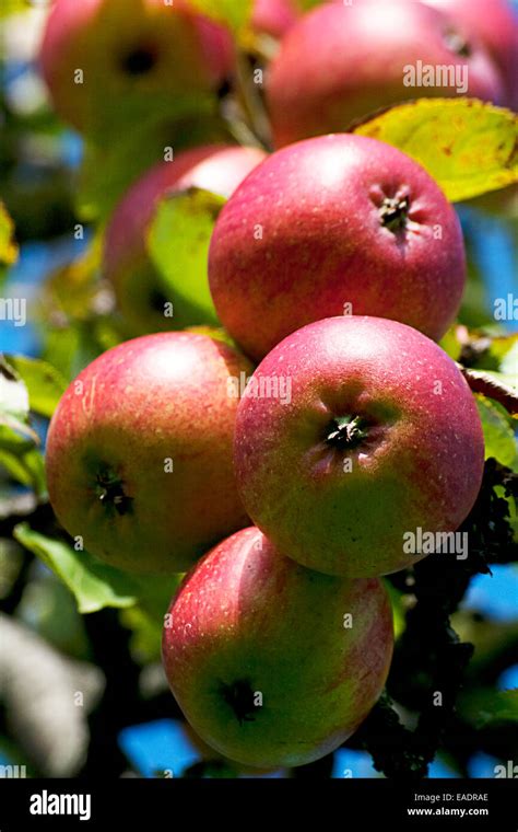 Apple Tree with mellow fruits Stock Photo - Alamy