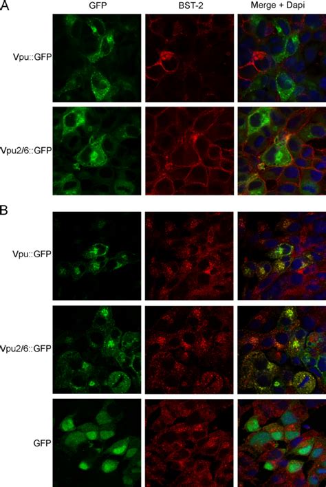 Surface And Intracellular Staining Of BST 2 And Vpu In HeLa Tet Off