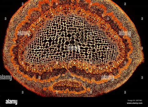 Dicot Stem Showing Epidermis Cortex Pericycle Vascular Bundles