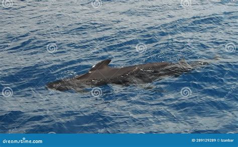 Pilot Whales Mother And Calf In Mediterranean Ligurian Sea Ultra Rare