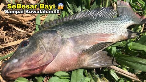 Umpan Turun Langsung Sambar Mancing Ikan Nila Liar BABON Terbanyak