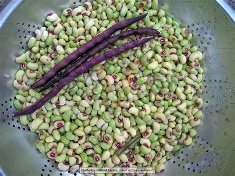 Quickpick Pinkeye Southern Pea Victory Seeds® Victory Seed Company