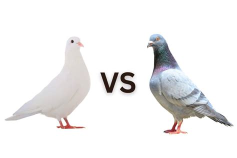 Dove Vs Pigeon Key Differences You Need To Know