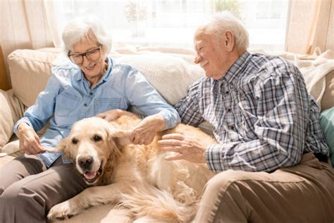 Demência nos cães Sinais e tratamento da doença zooplus Magazine