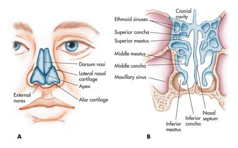 Pin on Medical & Anatomy