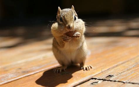 Funny Chipmunk wallpaper for desktop |Funny Animal