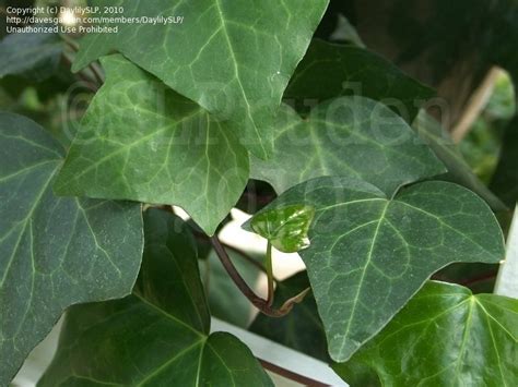 Plantfiles Pictures Hedera Species Algerian Ivy Canary Island Ivy