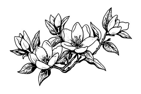 Hand Drawn Magnolia Flower Ink Sketch Engraving Style Vector Illustration 27875157 Vector Art