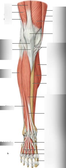 Anterior Compartment Of Leg Diagram Quizlet