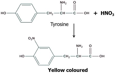 Xanthoproteic Test Principle Reaction Reagents 50 Off