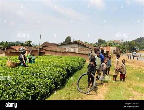 Tea plantations in north western Rwanda Stock Photo - Alamy